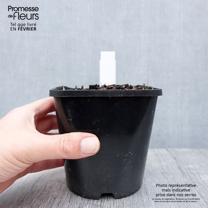 Hosta Coast to Coast 1.5L/2L pot sample as delivered in winter