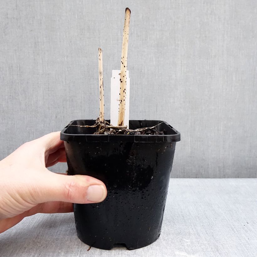 Spécimen de Hosta Curly Fries Pot de 1,5L/2L tel que livré en hiver