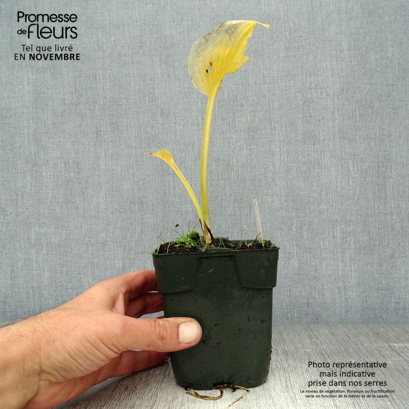 Spécimen de Hosta Delta Dawn Godet de 8/9 cm tel que livré en automne