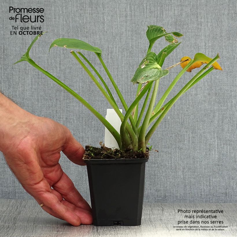 Spécimen de Hosta Devon Green Godet de 8/9 cm tel que livré en automne
