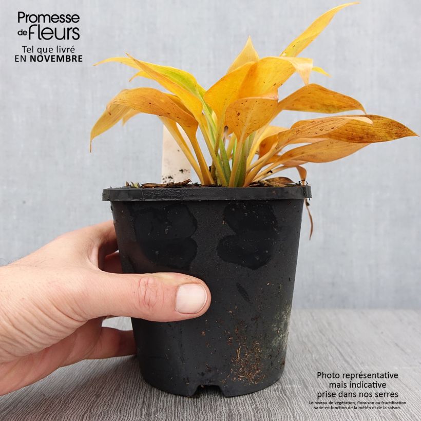 Spécimen de Hosta Devon Green Pot de 1,5L/2L tel que livré en automne