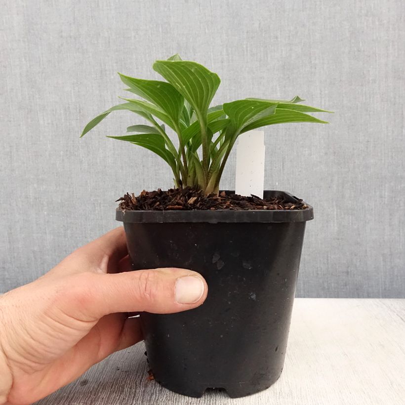 Amostra de Hosta Devon Green Vaso de 1,5 L/2 L tal como entregue na primavera