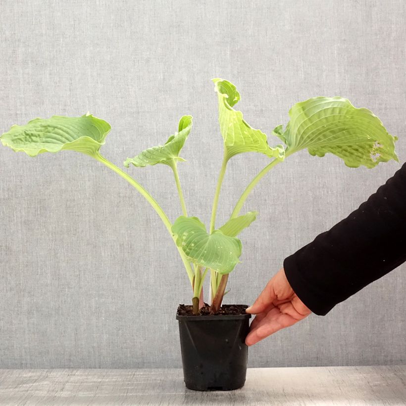 Hosta Diamond Lake 1.5L/2L pot sample as delivered in spring
