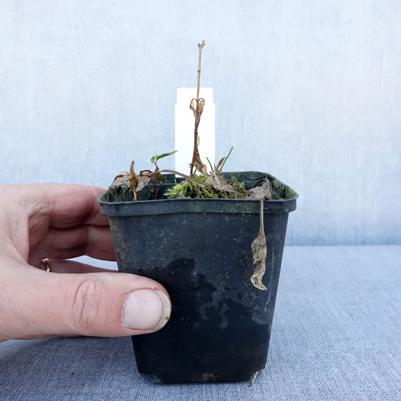 Spécimen de Hosta Diamond Tiara Godet de 8/9 cm tel que livré en hiver