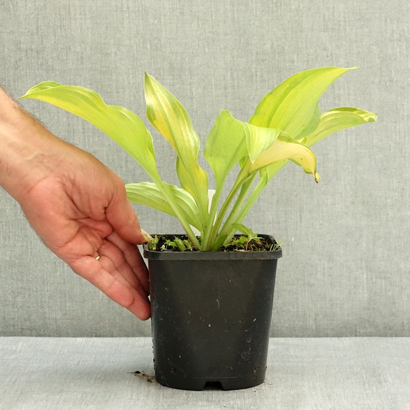 Spécimen de Hosta Django Pot de 1,5L/2L tel que livré en été