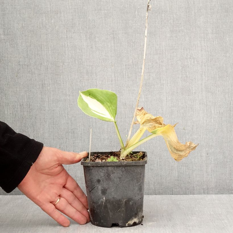 Spécimen de Hosta Dream Queen Pot de 1,5L/2L tel que livré en automne