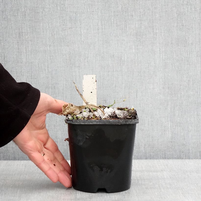 Spécimen de Hosta Dream Queen Pot de 1,5L/2L tel que livré en hiver