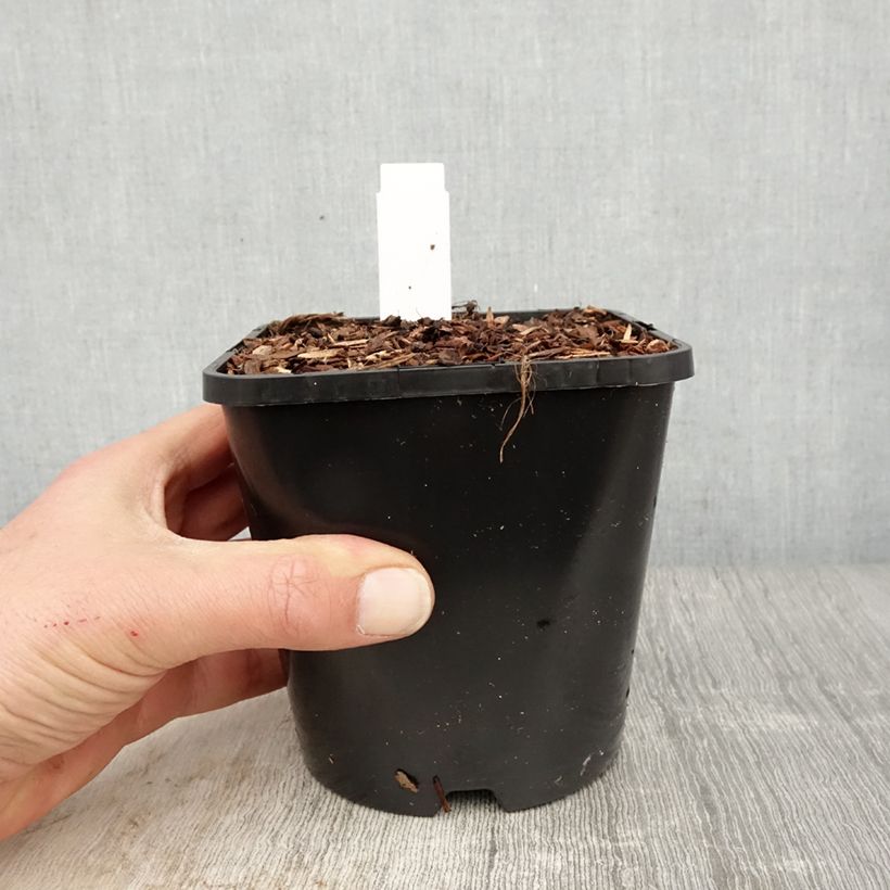 Spécimen de Hosta Dream Queen Pot de 1,5L/2L tel que livré au printemps