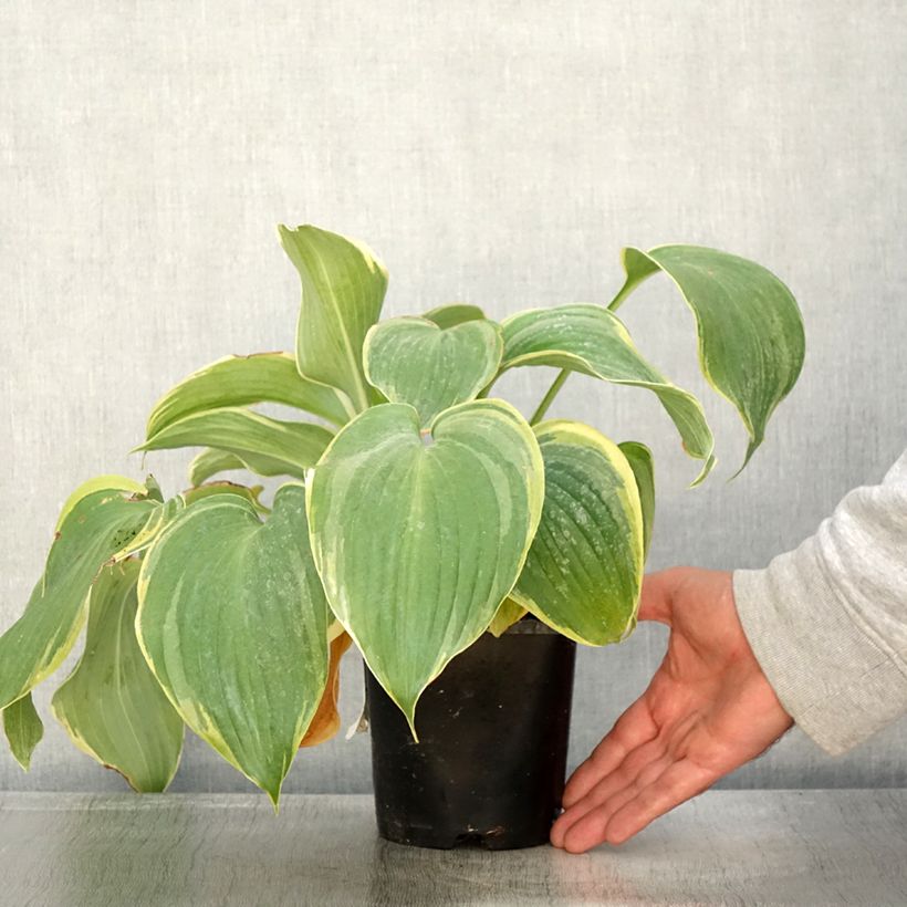 Spécimen de Hosta Earth Angel Pot de 1,5L/2L tel que livré en automne