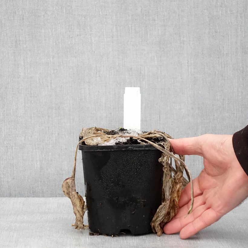 Spécimen de Hosta Earth Angel Pot de 1,5L/2L tel que livré en hiver