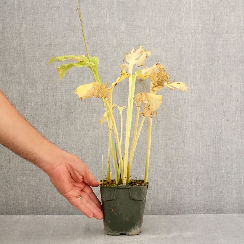 Spécimen de Hosta Elisabeth Godet de 8/9 cm tel que livré en automne