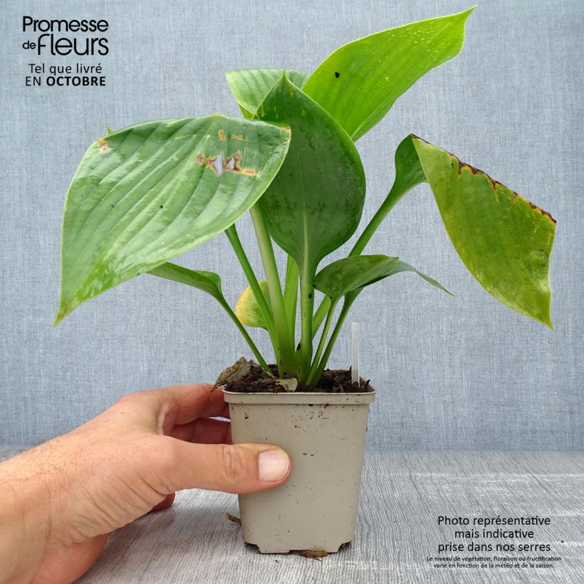 Spécimen de Hosta Empress Wu - Hosta géant Godet de 8/9 cm tel que livré en automne