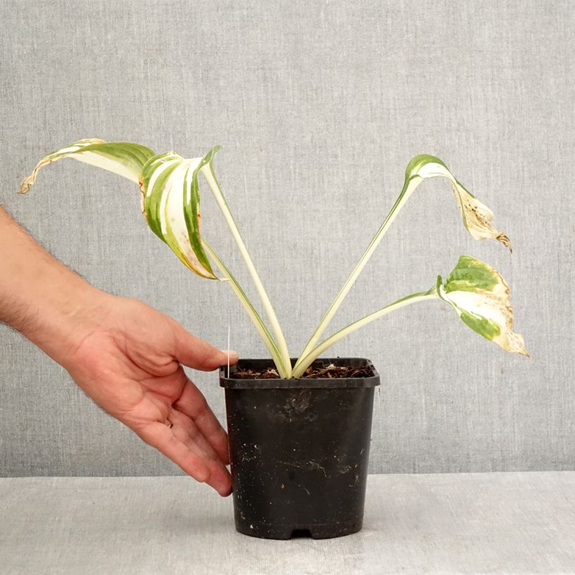 Spécimen de Hosta Enterprise Pot de 1,5L/2L tel que livré en automne