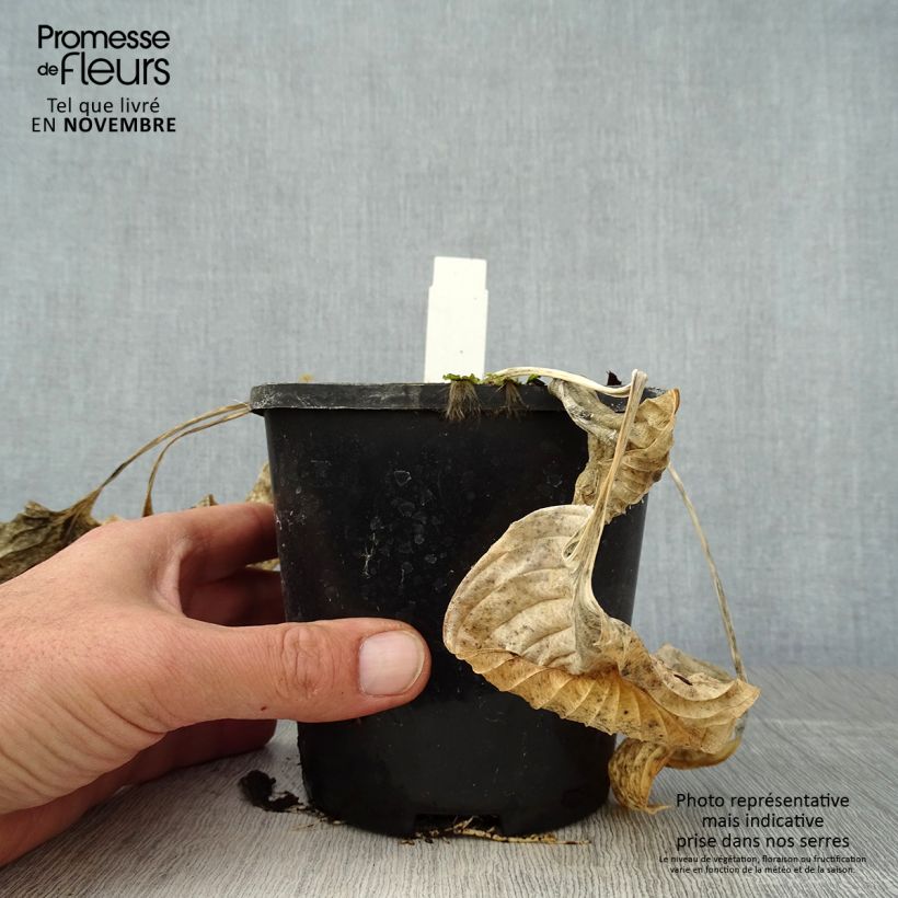 Spécimen de Hosta Eye Catcher Pot de 1,5L/2L tel que livré en automne