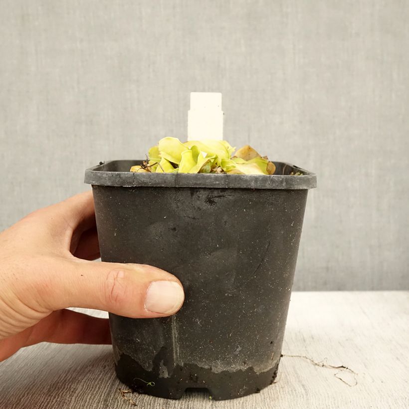 Spécimen de Hosta Faithfull Heart Pot de 1,5L/2L tel que livré en automne