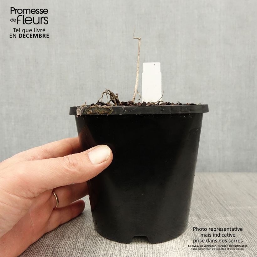 Spécimen de Hosta Faithfull Heart Pot de 1,5L/2L tel que livré en hiver