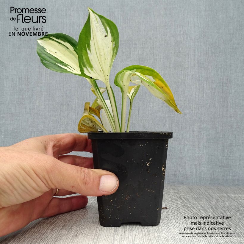 Spécimen de Hosta Fire and Ice Godet de 8/9 cm tel que livré en automne