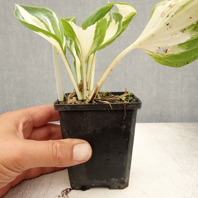 Spécimen de Hosta Fire and Ice Godet de 8/9 cm tel que livré en été
