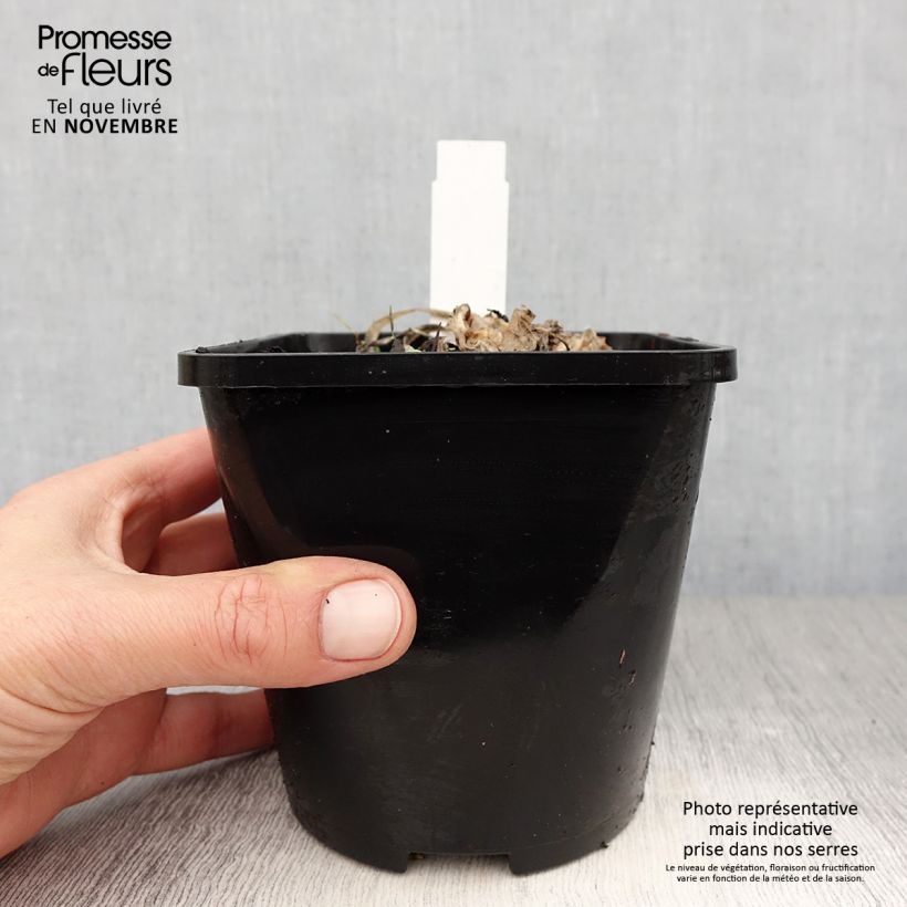 Spécimen de Hosta Fire and Ice Pot de 1,5L/2L tel que livré en automne