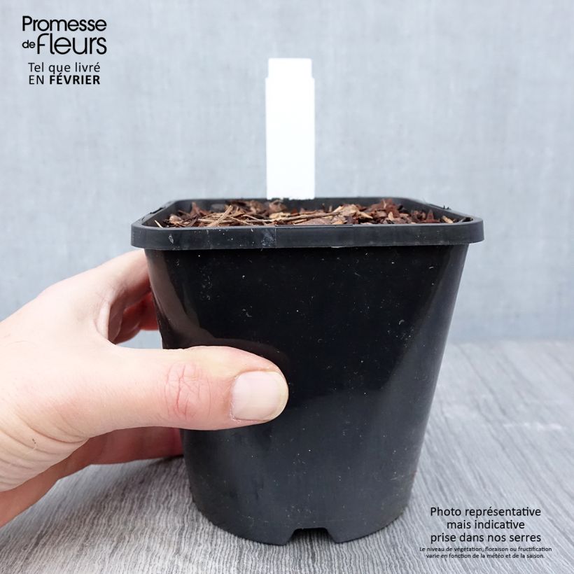 Spécimen de Hosta Fire and Ice Pot de 1,5L/2L tel que livré en hiver
