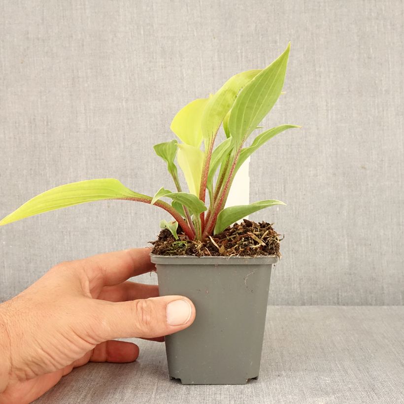 Spécimen de Hosta fire Island Godet de 8/9 cm tel que livré en automne