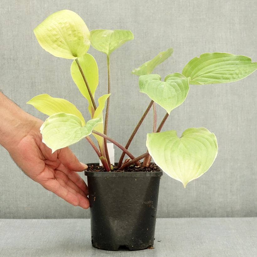 Spécimen de Hosta fire Island Pot de 2L/3L tel que livré en été