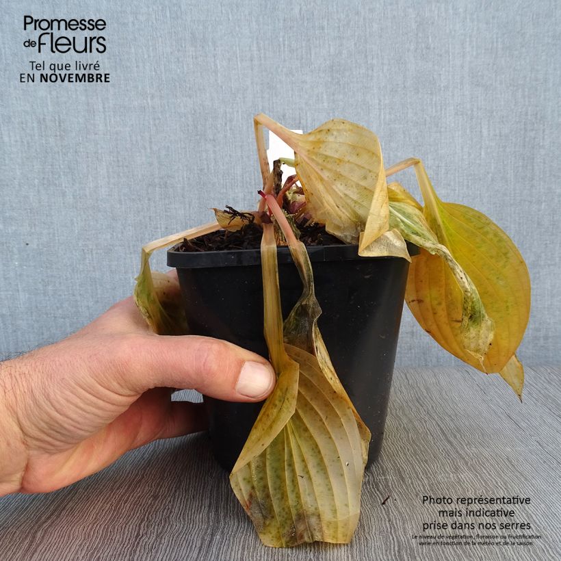 Spécimen de Hosta First Blush Pot de 1,5L/2L tel que livré en automne