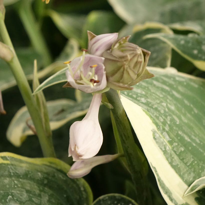 Hosta First Frost (Floraison)