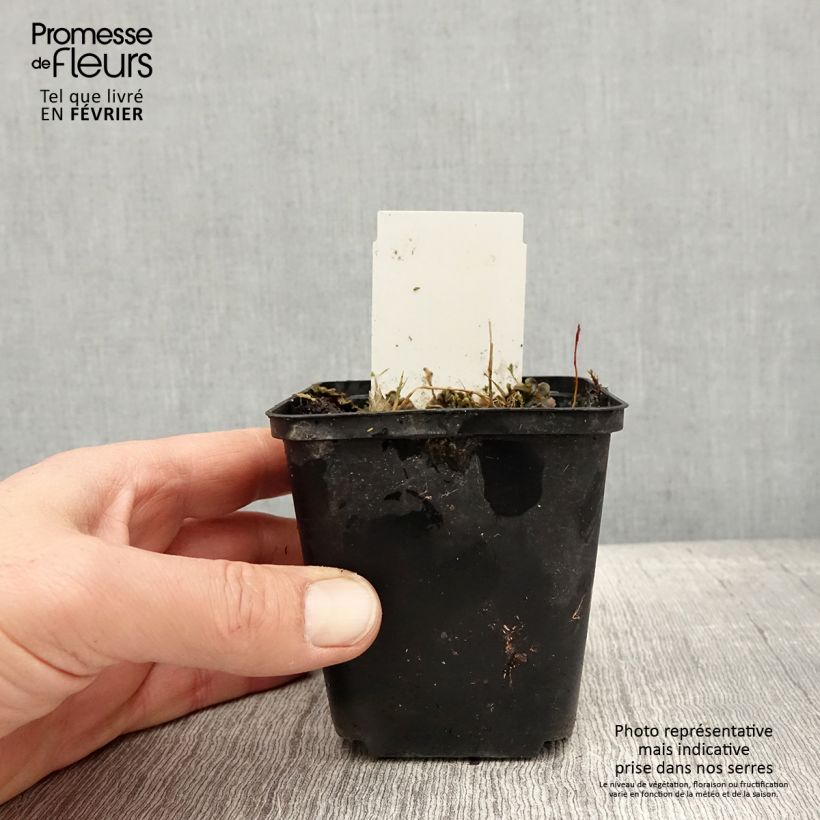 Spécimen de Hosta Flemish Sky  Godet de 8/9 cm tel que livré en hiver