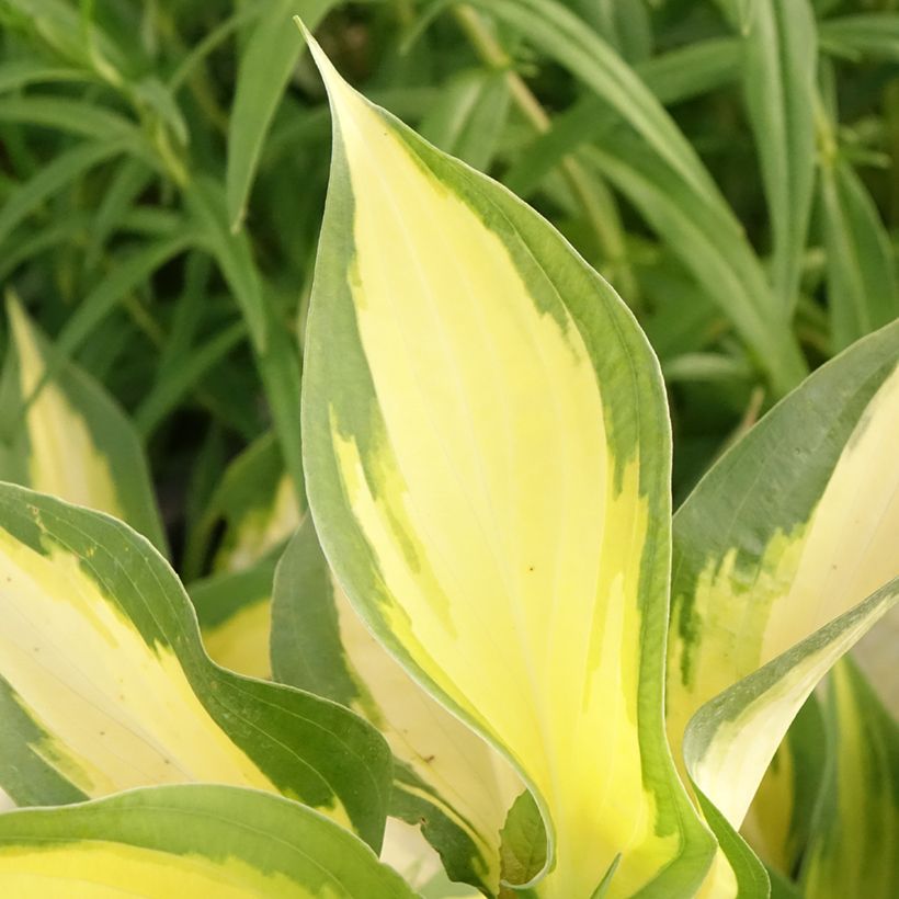 Hosta Forbidden Fruit (Feuillage)