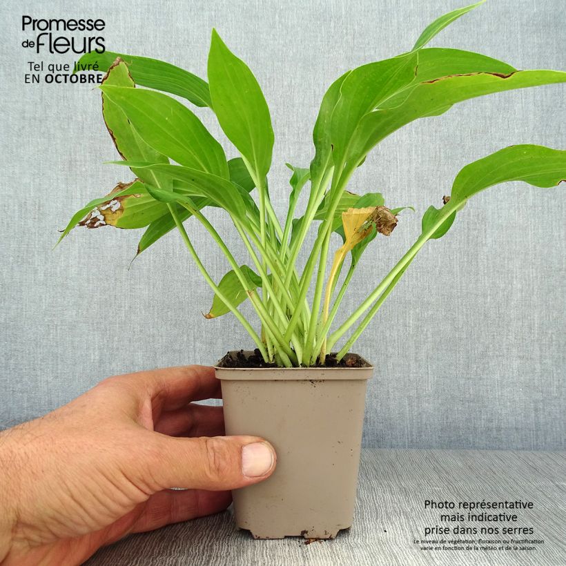 Spécimen de Hosta fortunei Albopicta  Godet de 8/9 cm tel que livré en automne