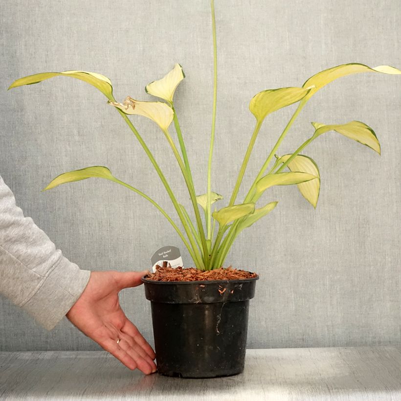 Spécimen de Hosta fortunei Gold Standard Pot de 2L/3L tel que livré en automne