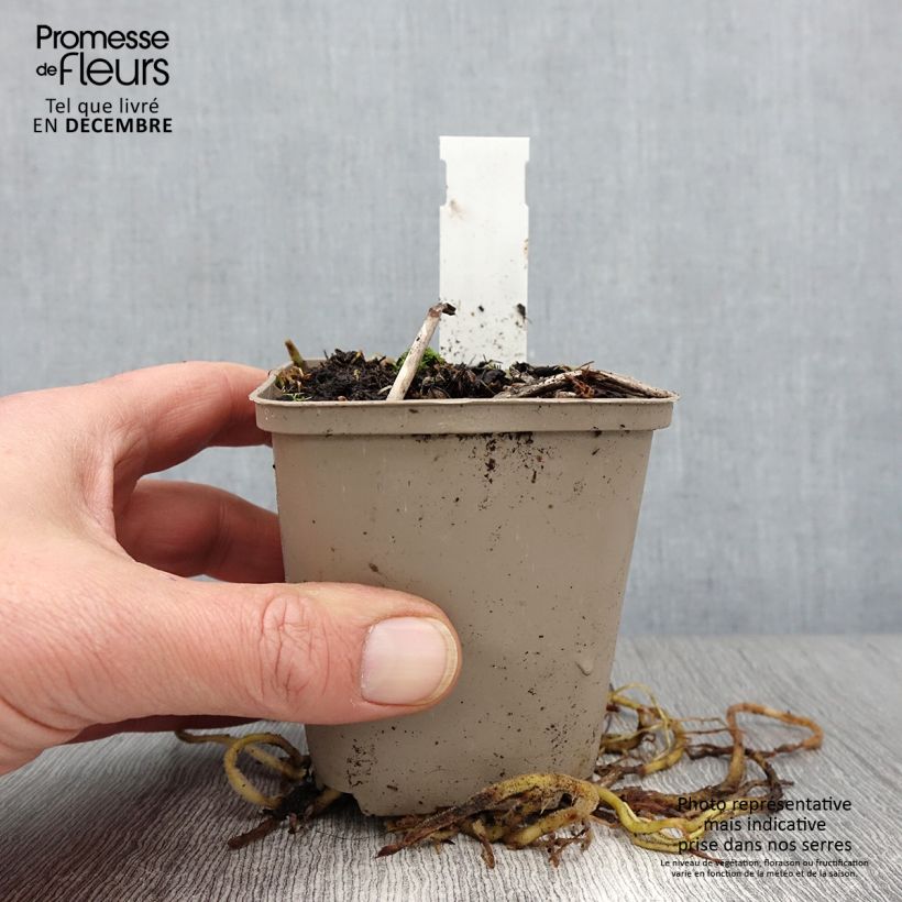 Spécimen de Hosta fortunei Gold Standard Godet de 8/9 cm tel que livré en automne