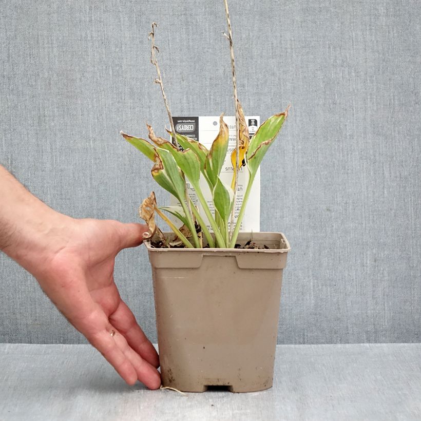 Spécimen de Hosta fortunei Patriot Pot de 2L/3L tel que livré en automne