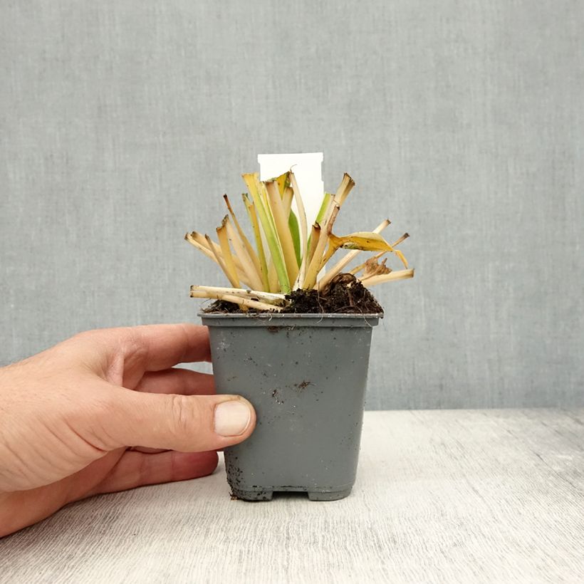 Spécimen de Hosta fortunei Twilight Godet de 8/9 cm tel que livré en automne