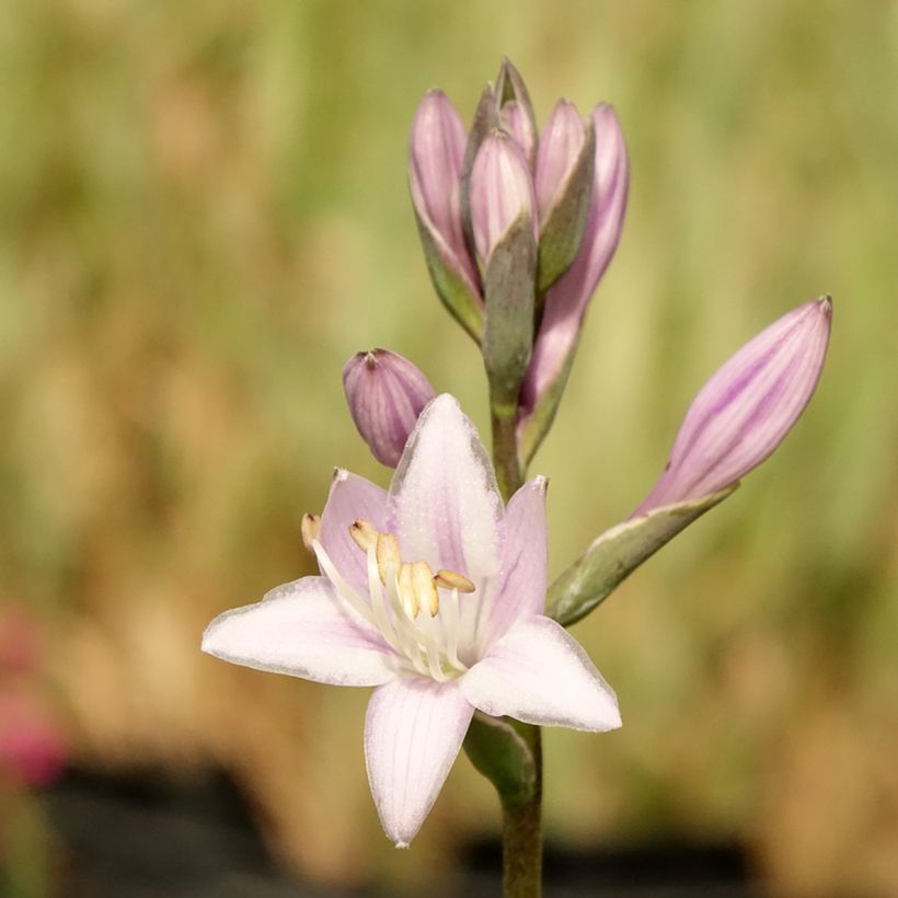 Hosta fortunei Twilight (Floraison)