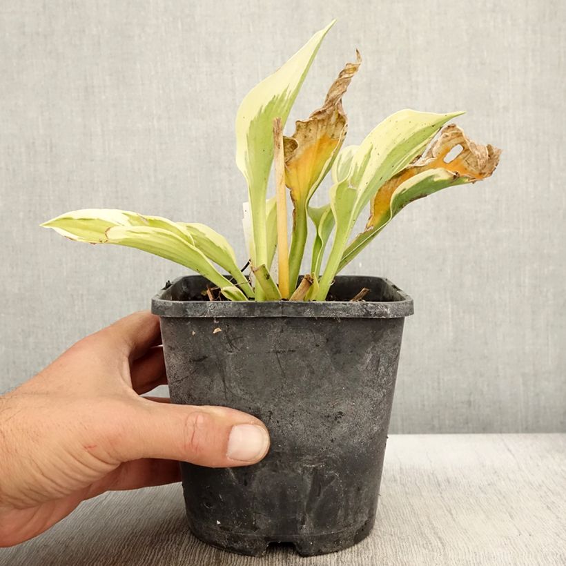 Spécimen de Hosta fortunei Twilight Pot de 1,5L/2L tel que livré en automne