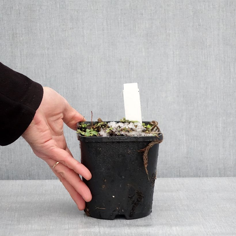 Spécimen de Hosta fortunei Twilight Pot de 1,5L/2L tel que livré en hiver