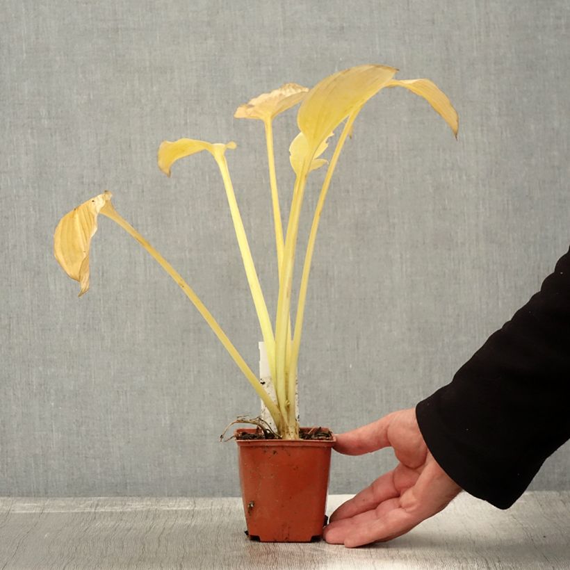 Spécimen de Hosta fortunei var hyacinthina Godet de 8/9 cm tel que livré en automne