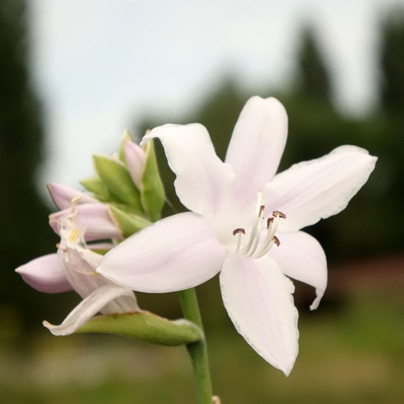 Hosta Fragrant Bouquet (Floraison)