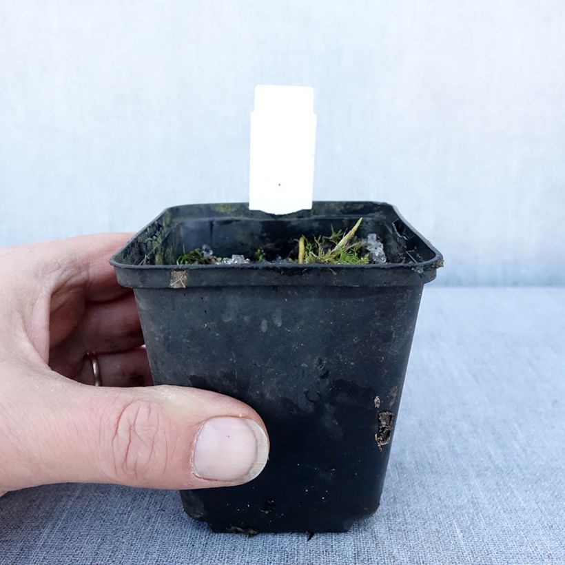 Spécimen de Hosta Fragrant Fire Godet de 8/9 cm tel que livré en hiver