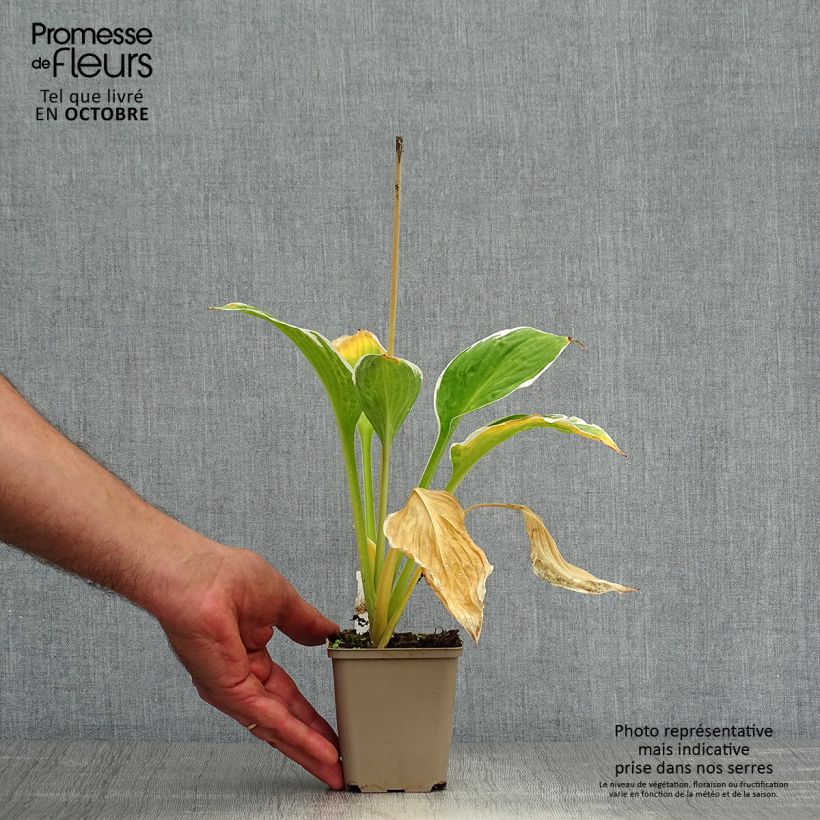 Spécimen de Hosta fortunei Francee Godet de 8/9 cm tel que livré en automne