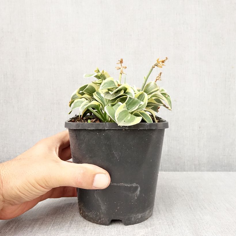 Spécimen de Hosta Frosted Mouse Ears Pot de 1,5L/2L tel que livré en automne
