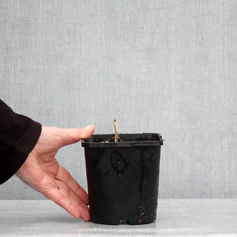 Spécimen de Hosta Frosted Mouse Ears Pot de 1,5L/2L tel que livré en hiver