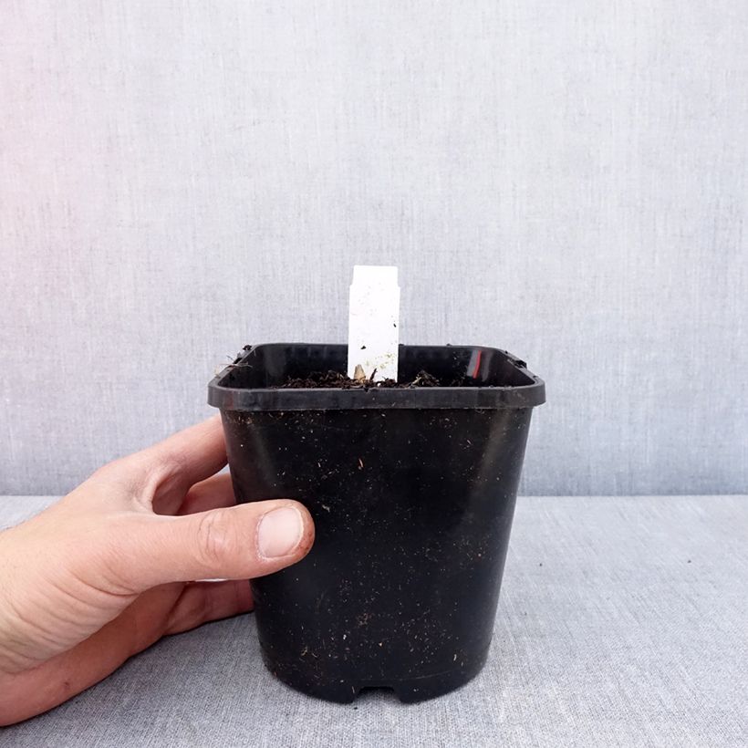 Spécimen de Hosta Frosted Mouse Ears Pot de 1,5L/2L tel que livré au printemps