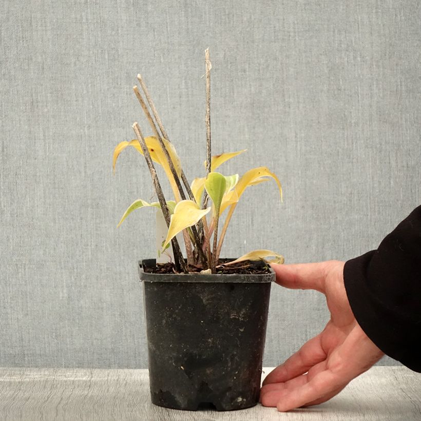 Spécimen de Hosta Frosted Raspberry Pot de 1,5L/2L tel que livré en automne