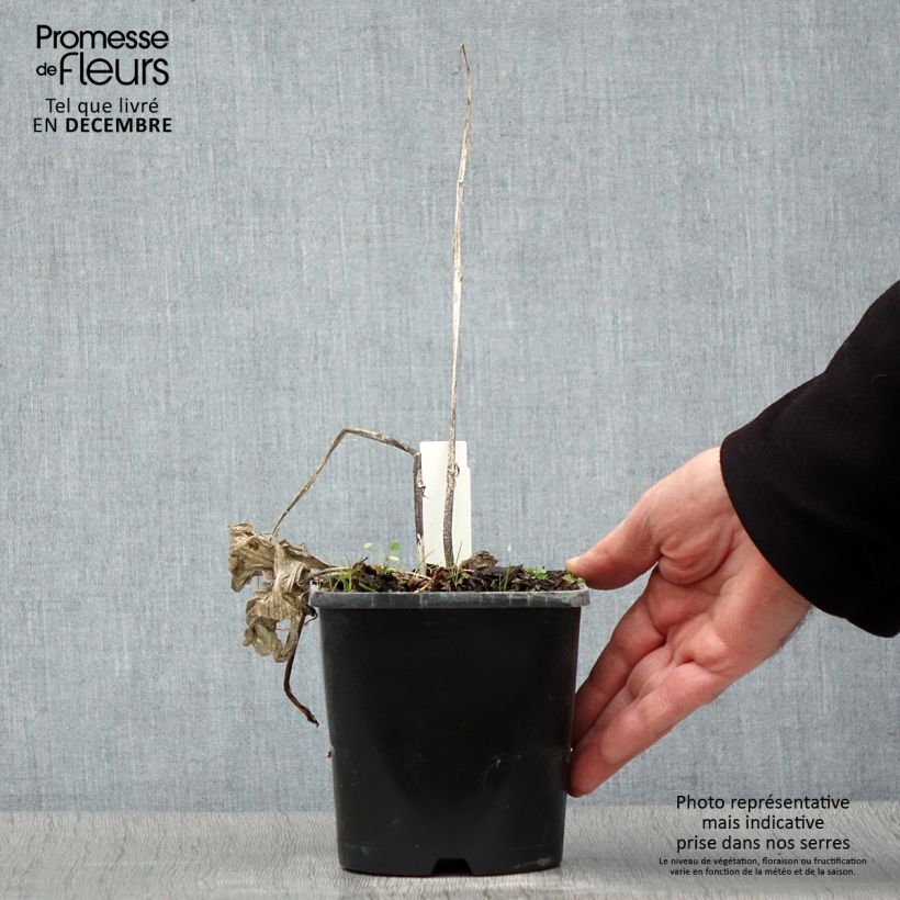 Spécimen de Hosta Frosted Raspberry Pot de 1,5L/2L tel que livré en hiver