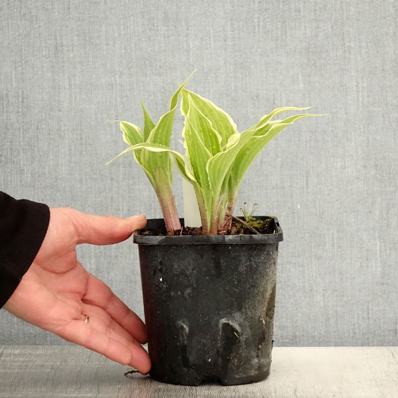 Spécimen de Hosta Frosted Raspberry Pot de 1,5L/2L tel que livré au printemps