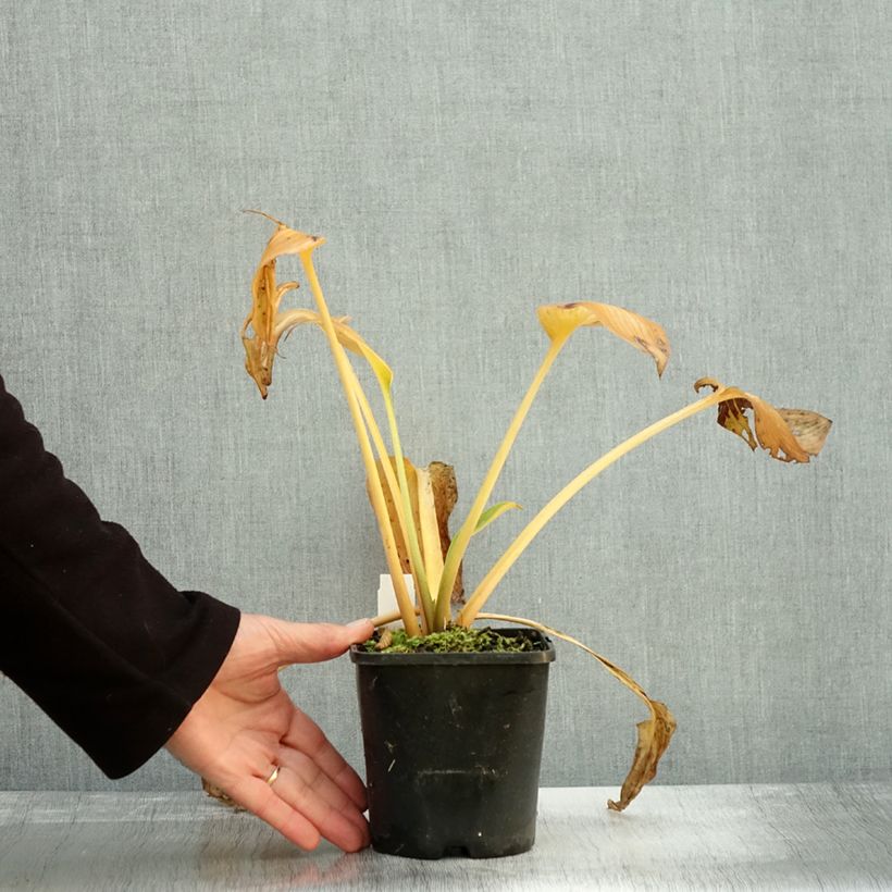 Spécimen de Hosta Goldbrook Glimmer Pot de 1,5L/2L tel que livré en automne