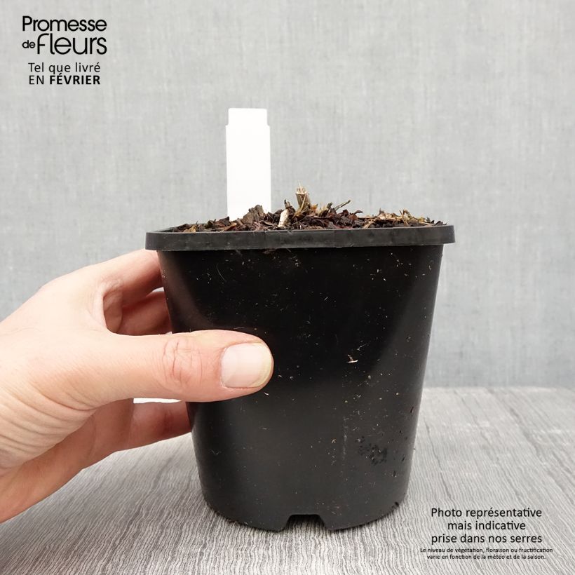 Spécimen de Hosta Goldbrook Glimmer Pot de 1,5L/2L tel que livré en hiver